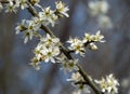 Blackthorn blossom, Prunus spinosa, on a tree branch Royalty Free Stock Photo
