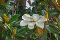 Close up of a Fraser Magnolia Tree Flower Royalty Free Stock Photo