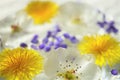 Closeup white blooming flowers, yellow dandelions and purple seeds in water Royalty Free Stock Photo