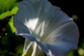 Closeup of White Blooming Hedge Bindweed in the prairie field of the sanctuary park at the sunny summer day. Calystegia sepium. Royalty Free Stock Photo