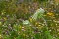 Closeup of white blooming Wild Carrot or Daucus carota and a blu