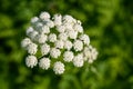 Closeup of white blooms of Gray`s Lovage in summer, Paradise at Mt. Rainier National Park, Washington State, USA