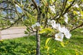 Closeup of white blossoms on an apple tree in spring Royalty Free Stock Photo