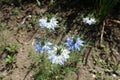 Closeup of white and blue flowers of Nigella damascena Royalty Free Stock Photo