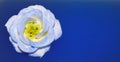 Closeup Of White And Blue Rose Flower On Blue Background, Nature, Gardening, Love