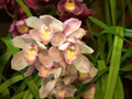 Closeup white boat orchid flower in garden with blur background Royalty Free Stock Photo