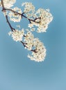 Closeup of white Bradford pear tree blossoms in spring Royalty Free Stock Photo
