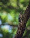 Closeup of a white-breasted nuthatch bird walking down the trunk of tree with blurred background Royalty Free Stock Photo