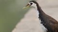 Closeup of a white brested waterhen Royalty Free Stock Photo