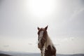 Closeup of a white and brown horse morning sky with a bright sun Royalty Free Stock Photo