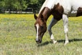 Closeup of white and brown paint horse grazing Royalty Free Stock Photo