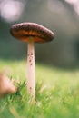 Closeup of a white and brown Seta type mushroom on green grass with a blurred background.