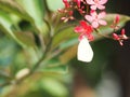 White Butterfly on the red flower Blurred of nature background Royalty Free Stock Photo