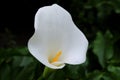 Closeup of a white calla flower Royalty Free Stock Photo