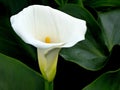 White Calla Lily Royalty Free Stock Photo