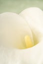 Closeup white calla lily flower isolated on green background Royalty Free Stock Photo