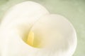 Closeup white calla lily flower isolated on green background Royalty Free Stock Photo