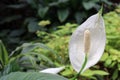 Closeup of a white calla spathiphyllum flower growing in the garden - for backgrounds Royalty Free Stock Photo