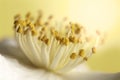 Closeup White Camellia Stamens