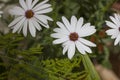 Closeup of White Cape daisy with purple center Royalty Free Stock Photo