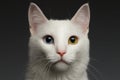 Closeup White cat with heterochromia eyes on gray Royalty Free Stock Photo
