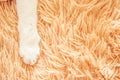 White cat paw in bed soft feeling holiday idea background