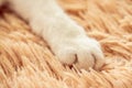 White cat paw in bed soft feeling holiday idea background