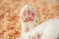 Closeup white cat paw in bed soft feeling holiday idea background