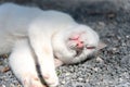 Closeup white cat sleep on rock floor