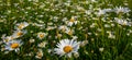 Closeup white chamomile flowers in green prairie Royalty Free Stock Photo