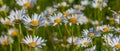 Closeup white chamomile flowers in green prairie Royalty Free Stock Photo