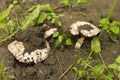 Closeup white champignons in the forest. Macro wild mushrooms.