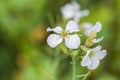 Closeup of a white charlock mustard flower Royalty Free Stock Photo