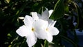 Closeup white Cherokee Rose flower rosa laevigata with pollen Royalty Free Stock Photo