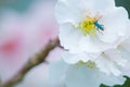 Closeup white cherry blossoms, sakura, flower, nature