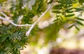 Closeup of white Christmas light bulb hanging in a tree with a warm bokeh background Royalty Free Stock Photo