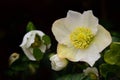 Closeup of a white Christmas rose with petals, pollen and leaves in winter Royalty Free Stock Photo