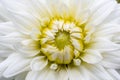 Closeup of a white chrysanthemum in a fence Royalty Free Stock Photo