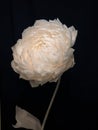 Closeup of white chrysanthemum isolated cutout on black background Royalty Free Stock Photo