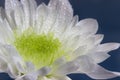 Closeup of white chrysanthemum with water droplets Royalty Free Stock Photo