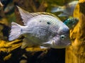 Closeup of a white cichlid, tropical fish from the atlantic slope of america