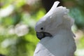 Closeup of a White Cockatoo preening its feathers Royalty Free Stock Photo