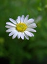 Closeup white common daisy flower oxeye daisy with water drops in the garden Royalty Free Stock Photo