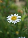 Closeup white common daisy flower oxeye daisy with water drops in the garden Royalty Free Stock Photo