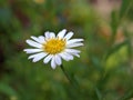 Closeup white common daisy flower, oxeye daisy with water drops in the garden Royalty Free Stock Photo