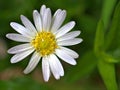 Closeup white common daisy flower, oxeye daisy with water drops in the garden Royalty Free Stock Photo