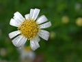 Closeup white common daisy flower, oxeye daisy with water drops in the garden Royalty Free Stock Photo