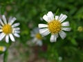 Closeup white common  daisy flower, oxeye daisy with water drops  in the garden Royalty Free Stock Photo