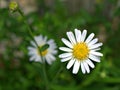 Closeup white common  daisy flower, oxeye daisy with water drops  in the garden Royalty Free Stock Photo