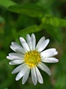 Closeup white common  daisy flower, oxeye daisy with water drops  in the garden Royalty Free Stock Photo